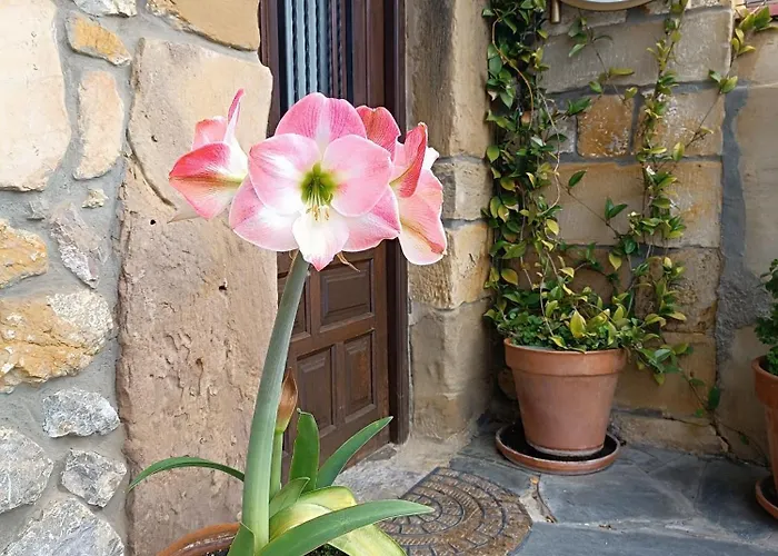 Tatil Evi El Coteru *